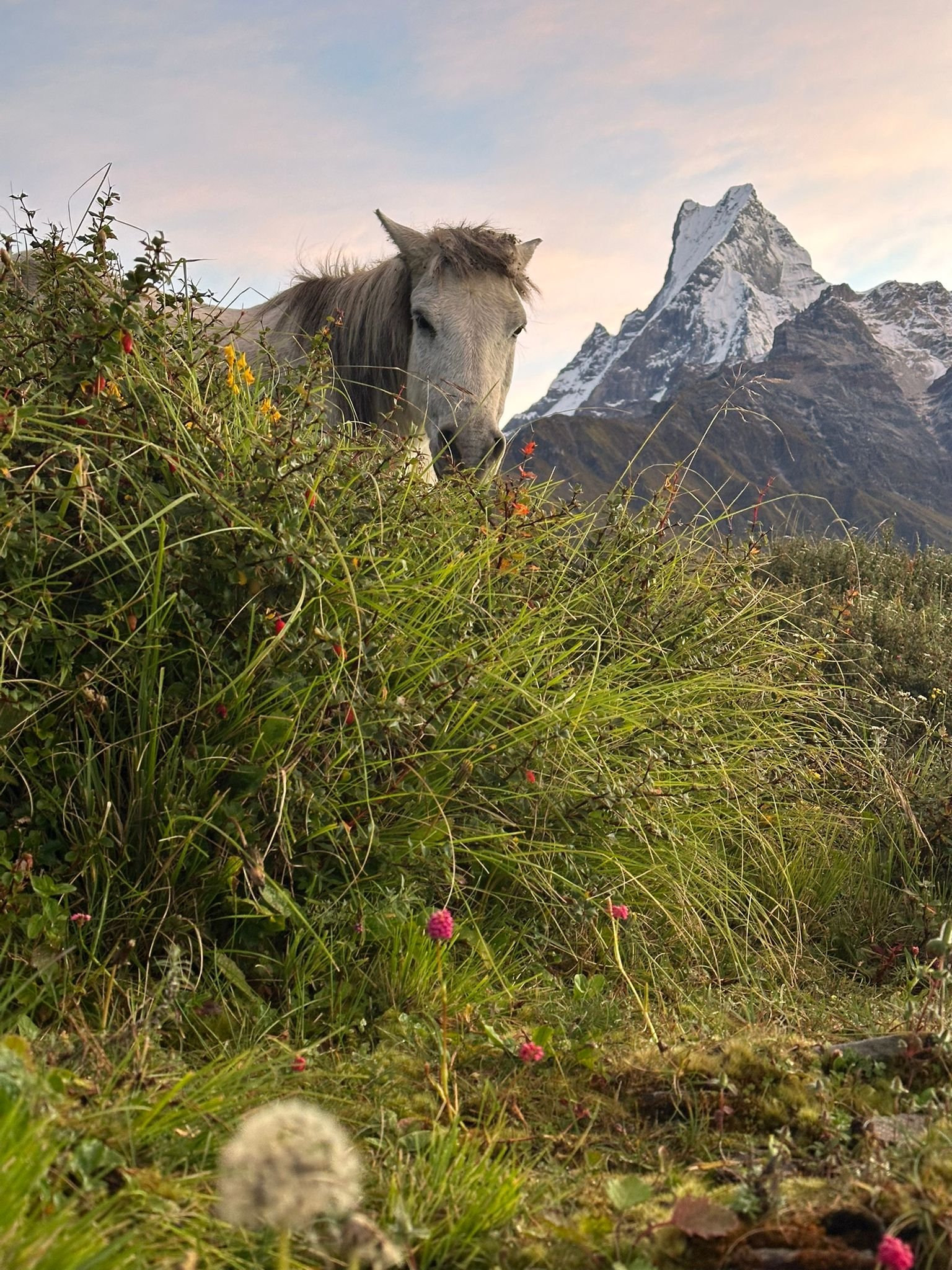 Mardi Himal trekking trail with mountain views in the Annapurna region of Nepal